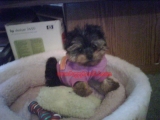 teacup yorkie